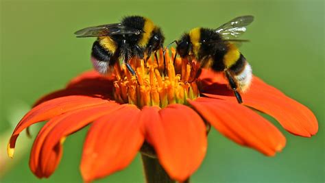 Study Suggests Bumblebees Play CTV News