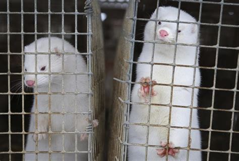 Ohio Mink Farm Vandals Release Up To 10k Animals Police Warn County