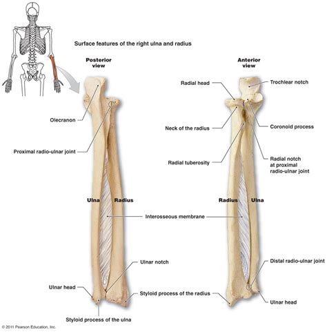 The major processes and markings of the humerus, ulna, and radius bones are shown in. Human Anatomy Body - Page 3 of 160 - Human Anatomy for ...