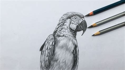 Macaw Drawing Pencil