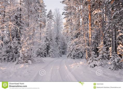 Road Among Snow Covered Trees In The Winter Forest Winter Forest