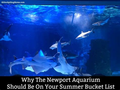 Our mission is to create unique and engaging experiences that connect you to the oregon coast and inspire ocean conservation. Why The Newport Aquarium Should Be On Your Summer Bucket ...