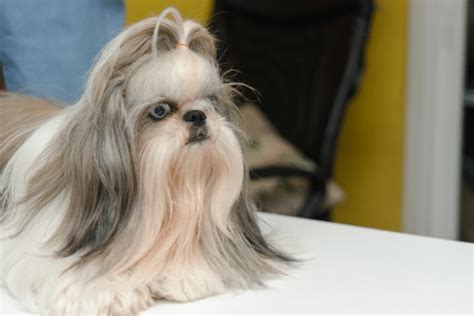 Shih Tzu What You Should Know About Their Skin Problems And How To