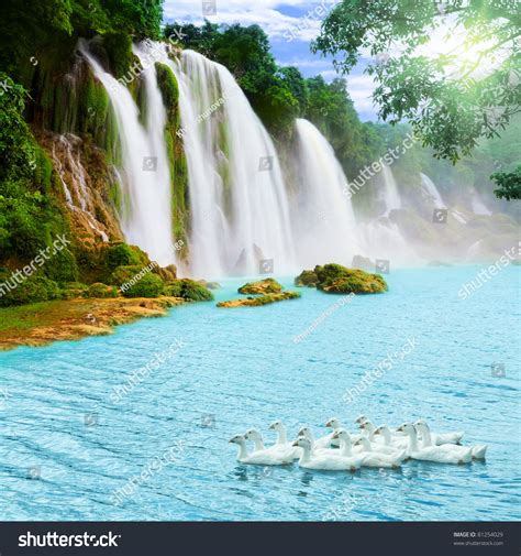 Beautiful Waterfall Sunny Day Swans On Stock Photo 81254029 Shutterstock