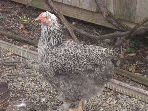 Molting And Blue Feather Pins Backyard Chickens Learn How To Raise