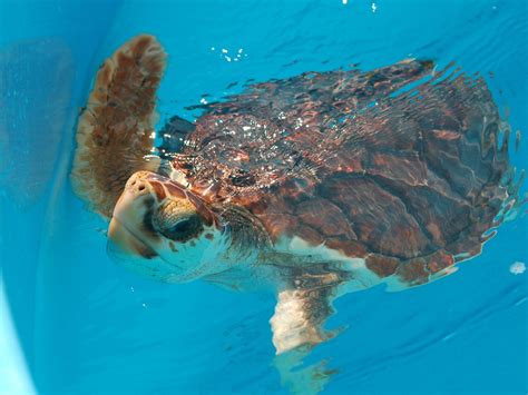 The Online Zoo Loggerhead Sea Turtle