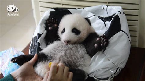 Do Baby Pandas Eat Their Mothers Excrement Pandaful Qanda Youtube