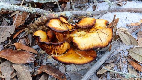 Mushroom Hunting In Texas A Complete Guide A Z Animals
