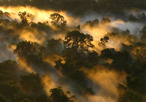 Amazon rainforest tours and activities. Carbon-storing Amazon forest is losing its touch - CBS News