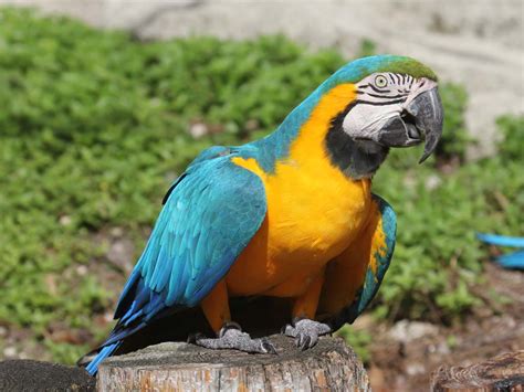 Once they have found a suitable mate, they are generally. Birds of The World: Macaws (Psittacidae)