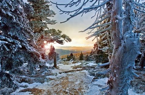 Wallpaper Sunlight Trees Landscape Forest White Mountains