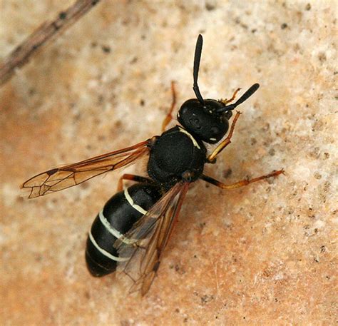 Wasp Black Wasp Sting