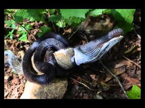 37 when do lions sleep? Black Rat Snake Eating a Squirrel - YouTube