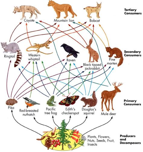 Tropical Rainforests 4 Food Chains And Food Webs Of The Rainforest