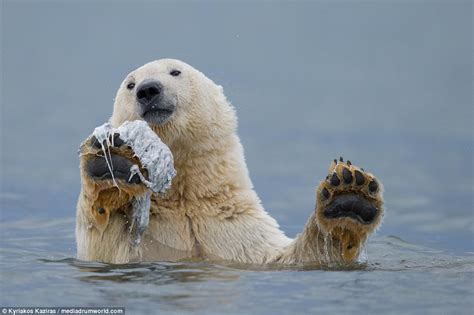 This Happy Polar Bear Cub Is Our Spirit Animal