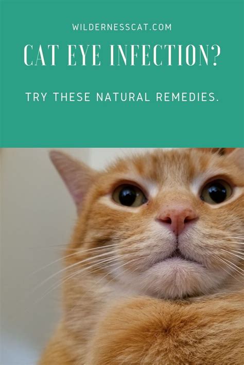 Home Remedies For Cat Eye Infection Wildernesscat Cat Eye Infection