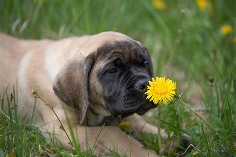 English Mastiff Temperament Everything You Need To Know