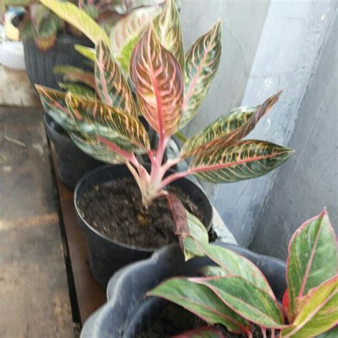 Check spelling or type a new query. 18+ Gambar Bunga Sri Rejeki - Galeri Bunga HD