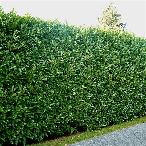 The 4 Best Tall Growing Evergreen Hedge Plant Options For Vancouver