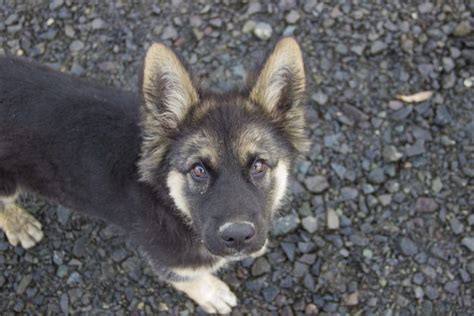 photo berger allemand chien chiot