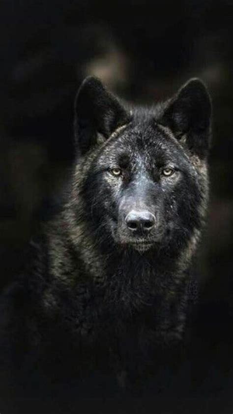 Wolf Images Wolf Photos Wolf Pictures Beautiful Wolves Animals