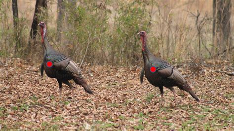 Whether you like to sit in a treestand and enjoy the outdoors or you're an adrenaline junkie looking to go up close and personal with a wild boar with a spear or a trophy gator with a bow…then seminole prairie safaris is your place. Bow Hunting Turkeys - The blog of the gritroutdoors.com