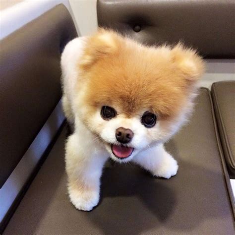Boo The Pomeranian Once Named The Worlds Cutest Dog Dies