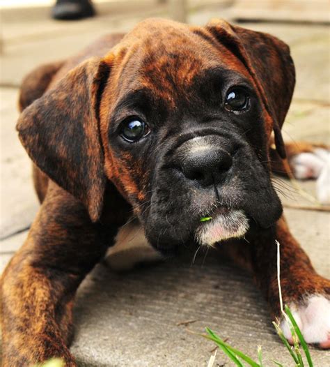 Boxer Dog With Great Puppie Eyes Boxer Dogs Boxer Puppies Boxer