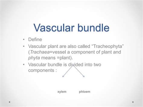 Types Of Vascular Bundles