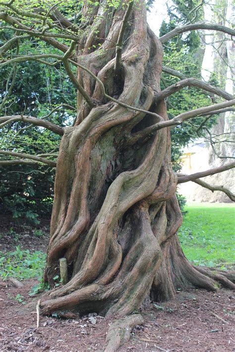 An Old Tree With Twisted Branches In The Park