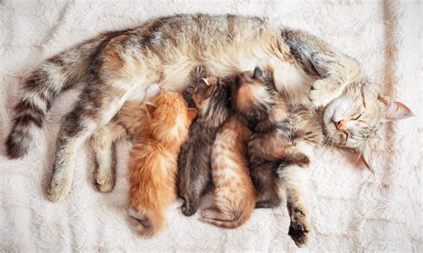 Can A Cat Get Pregnant While Still Nursing Kittens Bechewy