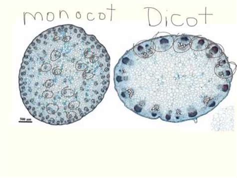 Cacti leaves typically are reduced in the size so that they reduce the surface area through which water can be lost by transpiration. Xylem and phloem in monocot and dicots - YouTube