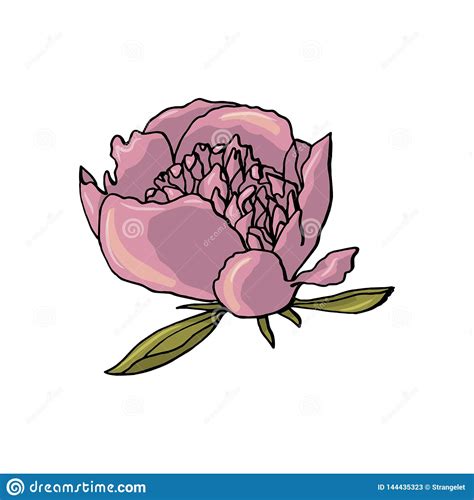 Hand Drawn Peony Flower Floral Design Element Stock Illustration