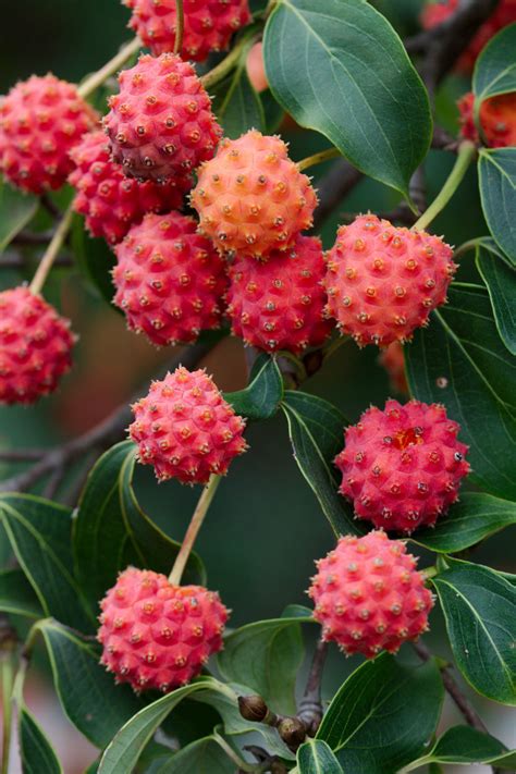 Cornus Kousa Chinese Dogwood Tree White Flowers Red Fruit Plant Seed