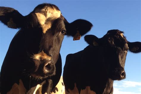 Interesting Facts About Cows Dairy Moos