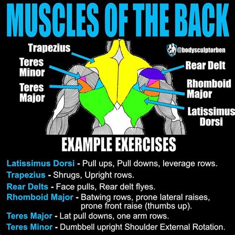 Build An Incredible Back With This 30 Minute Workout Latissimus Dorsi