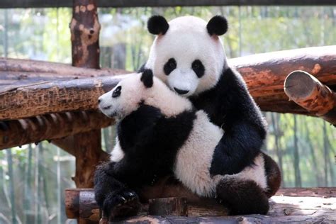 Panda Cub Meets The Public