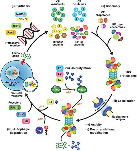 Frontiers Dynamic Regulation Of The 26s Proteasome From Synthesis To