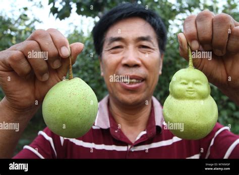 a chinese farmer shows a harvested buddha shaped pear right and a normal pear at his orchard