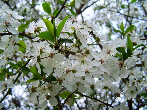 Fruit Trees With White Blossoms Are Perfect For Your Garden