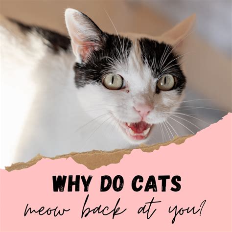 Why Do Cats Meow Back At You Cat Vocals Explained And Common The Best