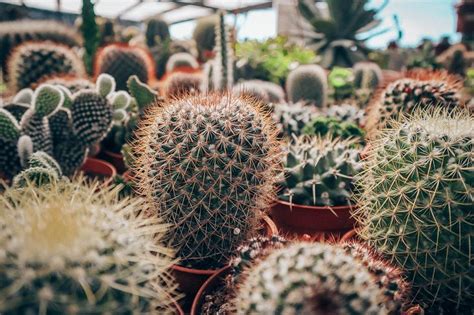 Cactus point, situated on a hill slope is a garden center and retail nursery that sells almost every type of cactus where some of them look even more stunning. Cameron Highlands one day trip - with prices and bonus ...