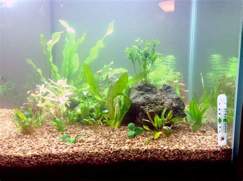 How To Fix Cloudy Fish Tank Easiest Proven Solutions