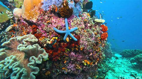 Coral Reefs Youtube