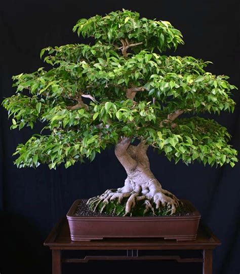 22 Best Trees For Bonsai You Should Know About Bonsai Ficus Bonsai