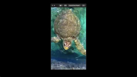 Live Sea Turtles Target Feeding Youtube