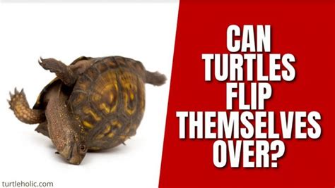 Can Turtles Flip Themselves Over Turtleholic