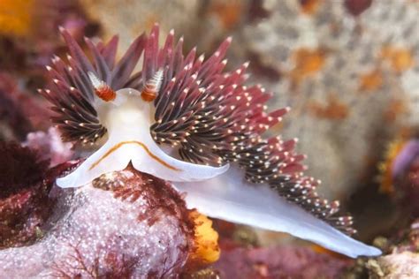 Explore The Neon World Of Nudibranchs Photos Sea Slug Underwater