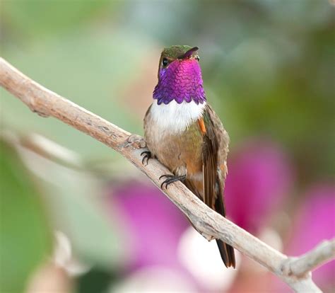 Inagua A Bird Lovers Paradise The Official Website Of The Bahamas