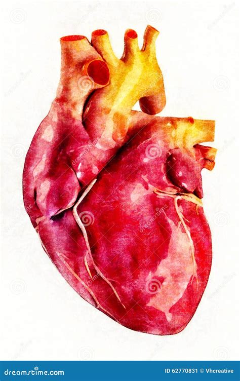 Human Heart Anatomy Illustration Stock Illustration Illustration Of